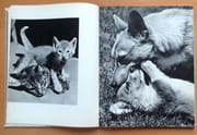 Mères et petits.  par Ylla, Frédéric Massy :  - Image 3