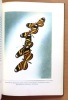Le monde merveilleux des papillons tropicaux. . Handschin Eduard, Ernst, Lisenmaier Walter (ill.), Matthey Robert (trad.): 