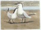 Couple de sternes Hansel. . Hainard Robert: 