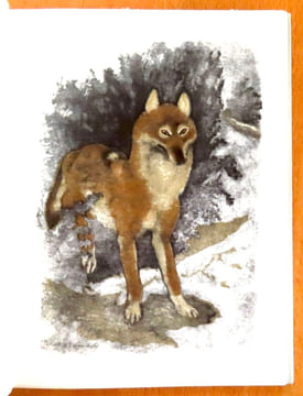 Le mystère du monstre. . Bille Corinna S., Hainard Robert (ill.):