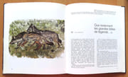 L'année sauvage.  par Deshusses Henri-Paul, Hainard Robert (préface et ill.):  - Image 5