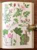 Plantes médicinales. . Fischer Eugène: 