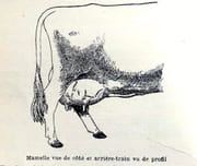 La vache laitière / Pour avoir beaucoup de lait.  par Bourgne A., Régnier Pierre:  - Image 2