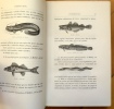 Les poissons. Synonymie - description - moeurs - frai - p&ecirc;che - iconographie des esp&egrave;ces composant plus particuli&egrave;rement la faune fran&ccedil;aise. Tome ...