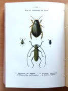 Atlas de poche des insectes de France utiles ou nuisibles, suivi d'une étude d'ensemble sur les insectes.  par Dongé Ernest, Planet Louis (ill.):  - Image 2