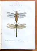 Atlas de poche des insectes de France utiles ou nuisibles, suivi d'une étude d'ensemble sur les insectes.  par Dongé Ernest, Planet Louis (ill.):  - Image 3