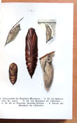 Atlas de poche des insectes de France utiles ou nuisibles, suivi d'une étude d'ensemble sur les insectes.  par Dongé Ernest, Planet Louis (ill.):  - Image 4