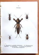 Atlas de poche des insectes de France utiles ou nuisibles, suivi d'une étude d'ensemble sur les insectes.  par Dongé Ernest, Planet Louis (ill.):  - Image 5