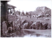 [Village suisse - Galerie du chalet de Treib et pâturage].  par Boissonnas Fred.:  - Image 1