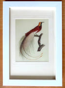 Oiseau du Paradis.  par 