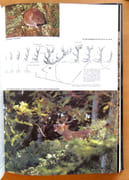 Les animaux de montagne.  par Bille René Pierre:  - Image 3