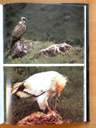 Les animaux de montagne.  par Bille René Pierre:  - Image 4