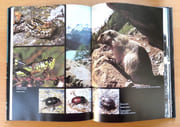 Les animaux de montagne.  par Bille René Pierre:  - Image 5