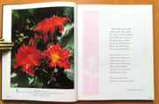 50e anniversaire du Concours international de roses nouvelles.  par  - Image 2