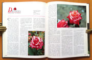 50e anniversaire du Concours international de roses nouvelles.  par  - Image 3