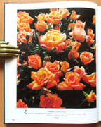 50e anniversaire du Concours international de roses nouvelles.  par  - Image 4