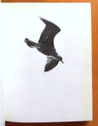 Jonathan Livingston le goéland.  par Bach Richard, Munson Russel (phot.):  - Image 2