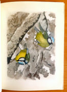 Promenades aux oiseaux + reproduction encadrée du bois de la couverture.  par Giovanna J. M., Hainard Robert:  - Image 3