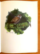 Promenades aux oiseaux + reproduction encadrée du bois de la couverture.  par Giovanna J. M., Hainard Robert:  - Image 4