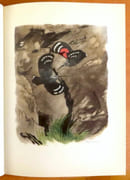 Promenades aux oiseaux + reproduction encadrée du bois de la couverture.  par Giovanna J. M., Hainard Robert:  - Image 5