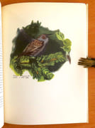 Promenades aux oiseaux.  par Giovanna J. M., Hainard Robert:  - Image 5