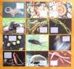 Le sol est vivant - reflets d'un monde m&eacute;connu. 12 grandes cartes postales. . Faune: 
