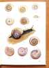 Mollusques terrestres et d'eau douce. . Forcart L.: