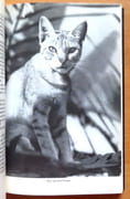 Ti-puss ou l'Inde avec ma chatte.  par Maillart Ella:  - Image 3