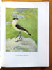 Nos oiseaux. . Rambert Eug&egrave;ne, Robert L&eacute;o-Paul: 
