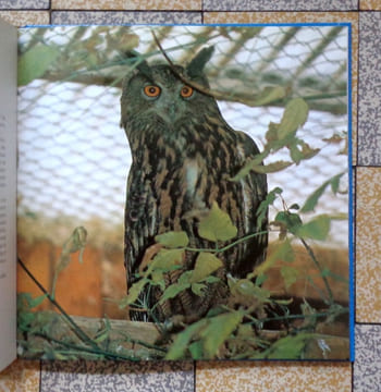 Bestiaire romand. . Schauenberg Paul, Roger d'Ivernois (phot.), Claude Monnier (avant-propos):