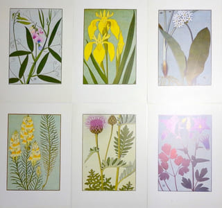 Fleurs du Jura.