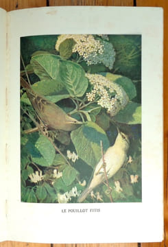 Chants d'oiseaux. Monographies d'oiseaux utiles. Troisième édition. . Rambert Eugène, Léo-Paul Robert (ill.):
