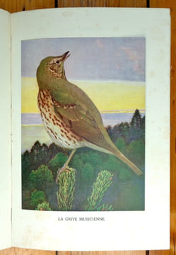 Chants d'oiseaux. Monographies d'oiseaux utiles. Troisième édition. . Rambert Eugène, Léo-Paul Robert (ill.):