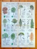 Le chêne est leur village - Douze arbres typiques de nos forêts. . 