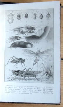 Les ravageurs. Récits sur les insectes nuisibles à l'agriculture. . Fabre: