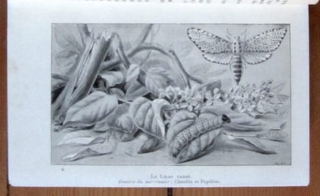 Les ravageurs. Récits sur les insectes nuisibles à l'agriculture. . Fabre: