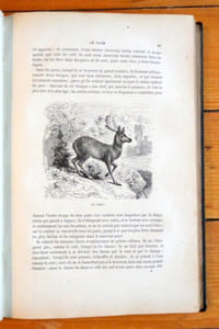 Histoire naturelle. Quadrupèdes, oiseaux, serpents, poissons et cétacés.