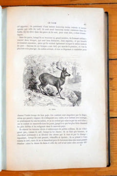 Histoire naturelle. Quadrupèdes, oiseaux, serpents, poissons et cétacés. . Buffon et de Lacépède: