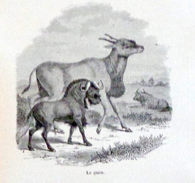 Histoire naturelle. Quadrupèdes, oiseaux, serpents, poissons et cétacés. . Buffon et de Lacépède: