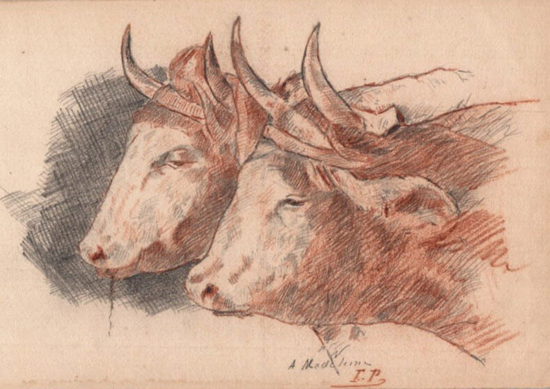 Dessin au crayon et sanguine de 2 t&ecirc;te de boeufs attel&eacute;s - sign&eacute;. 