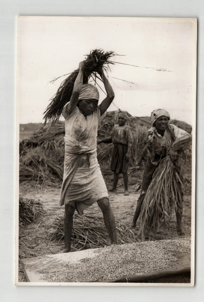 Photographie argentique Ann&eacute;es 60 Madagascar Rizi&egrave;res et travaux agricoles. 