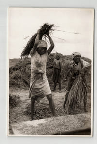 Photographie argentique Années 60 Madagascar Rizières et travaux agricoles