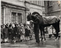 Photographie argentique ann&eacute;es 60 Derby Chevaux 26,2 x 20,9 cm. 