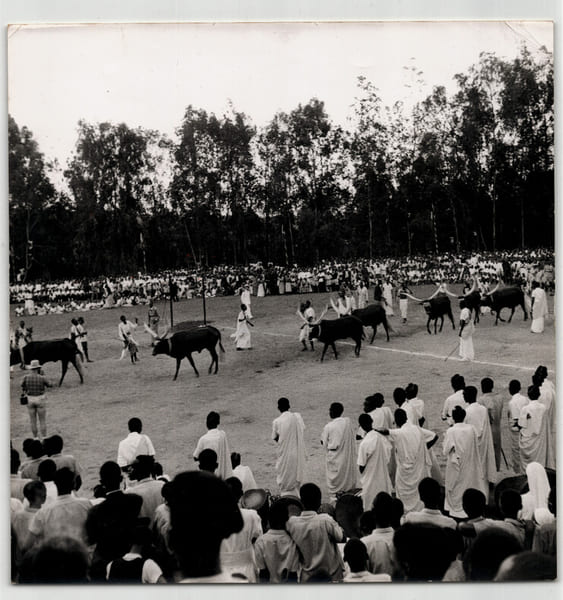 Photographie argentique de 1958 Rwanda C&eacute;l&eacute;bration avec Inyambo. 