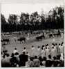 Photographie argentique de 1958 Rwanda C&eacute;l&eacute;bration avec Inyambo. 