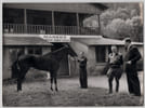 Photographie argentique ann&eacute;es 60 Derby Chevaux 27,4 x 20,2 cm. 
