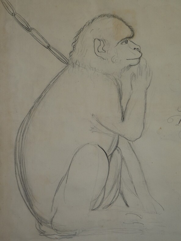 Dessin au crayon Singe par F&eacute;lix Deslandes au Ch&acirc;teau de Rassay, G&eacute;nill&eacute;, 1818. F&eacute;lix Deslandes