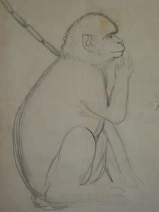 Dessin au crayon Singe par Félix Deslandes au Château de Rassay, Génillé, 1818