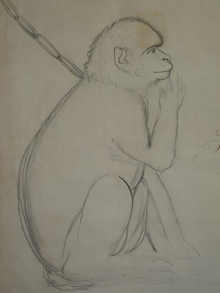 Dessin au crayon Singe par F&eacute;lix Deslandes au Ch&acirc;teau de Rassay, G&eacute;nill&eacute;, 1818. F&eacute;lix Deslandes
