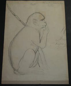 Dessin au crayon Singe par Félix Deslandes au Château de Rassay, Génillé, 1818